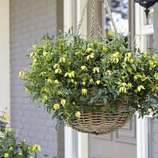 CLEMATIS 'Little Lemons' (= 'Z014100'), Golden Clematis, Lemon Peel Clematis, Old Man's Beard