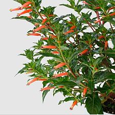 CUPHEA hyssopifolia Cubano 'Presidente', False Heather, Mexican Heather, Cigar Flower