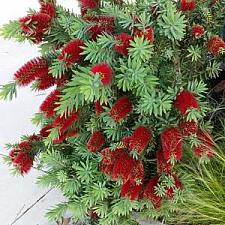 CALLISTEMON 'Little John', Dwarf Bottlebrush