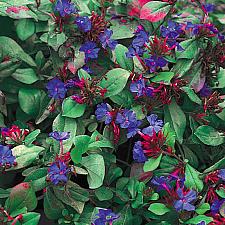 CERATOSTIGMA plumbaginoides, Dwarf Plumbago, Leadwort