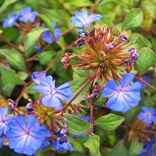 CERATOSTIGMA willmottianum, Chinese Plumbago