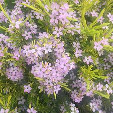 COLEONEMA pulchrum 'Golden Sunset', Breath of Heaven, Diosma