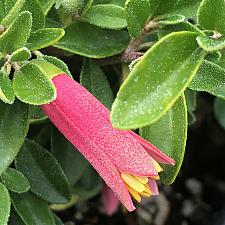 CORREA 'Carmine Bells', Australian Fuchsia