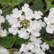 LANTANA montevidensis 'Trailing White', Weeping or Trailing Lantana, Polecat Geranium