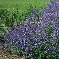 NEPETA x faassenii 'Junior Walker', Dwarf Catmint