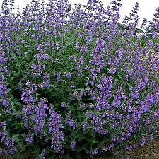 NEPETA x faassenii 'Six Hills Giant', Catmint