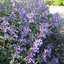 NEPETA x faassenii, Catmint