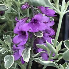 PROSTANTHERA ovalifolia 'Variegata', Australian or Variegated Mint Bush