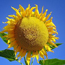 SUNFLOWER 'Mammoth', Organic Heirloom Sunflower