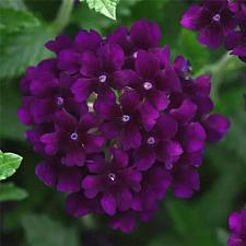 VERBENA Lascar 'Black Velvet' (syn. 'Klevp15618'), Vervain, Verbena Lascar Series