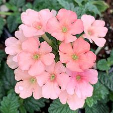 VERBENA hybrid 'Estrella Peach', Estrella Series Verbena