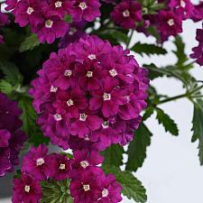 VERBENA x hortensis 'Vanessa Magenta', Vanessa Series Verbena