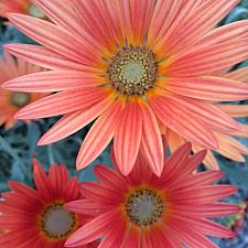 VENEDIO arctotis 'Flame' (syn. ARCTOTIS x hybrida 'Flame'), African Daisy