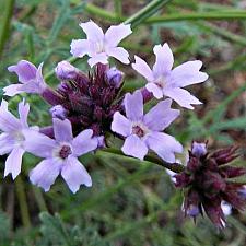 VERBENA lilacina 'De La Mina', Cedros Island Verbena