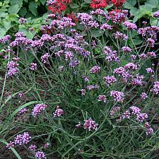 VERBENA bonariensis 'Lollipop', Dwarf Vervain