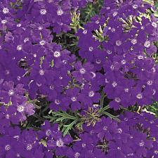 VERBENA hybrid 'Tapien Blue Violet', Tapien Verbena