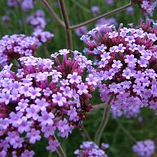 VERBENA bonariensis (syn. V. patagonica), Vervain