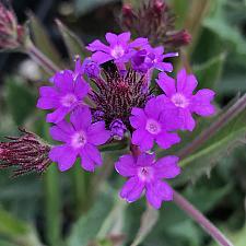 VERBENA rigida (syn. V. venosa), Vervain, Tuber Verbena