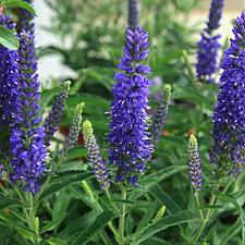 VERONICA 'Novaverblu' (Moody Blues Dark Blue), Dwarf Spike Speedwell