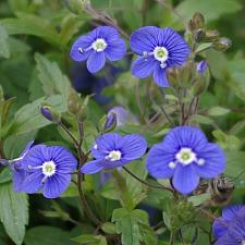 VERONICA peduncularis 'Georgia Blue', Speedwell