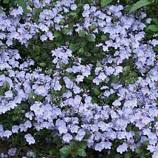 VERONICA 'Waterperry Blue', Speedwell