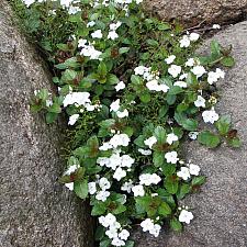 VERONICA 'Whitewater', Speedwell