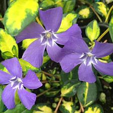 VINCA minor 'Illumination', Dwarf Periwinkle