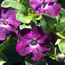 VINCA minor 'Purple/Rosea', Dwarf Periwinkle