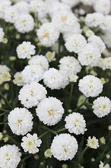 ACHILLEA ptarmica 'Diadem' (aka 'Versdidem'), Yarrow