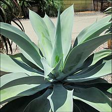 AGAVE attenuata 'Blue Olivia', Fox Tail, Lion's Tail, Swan's Neck Agave