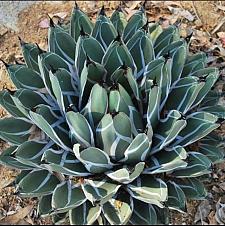 AGAVE ferdinandi-regis (syn. A. nickelsiae), King of the Agaves, King Ferdinand Agave