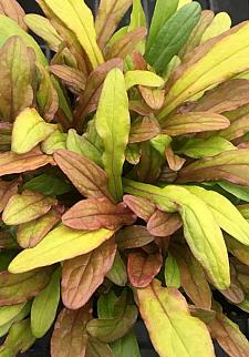 AJUGA reptans Feathered Friends 'Fancy Finch', Bugleweed