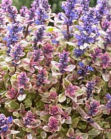 AJUGA tenorii 'Princess Nadia' (aka 'Piotrek01'), Carpet Bugle, Bugleweed