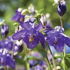 AQUILEGIA alpina 'Alpine Blue', Alpine Columbine