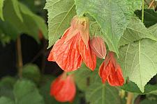 ABUTILON x hybridum 'Cristina', Flowering Maple, Chinese Lantern