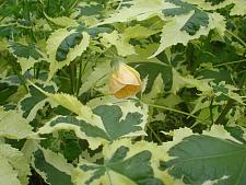 ABUTILON x hybridum 'Savitzii', Flowering Maple, Chinese Lantern