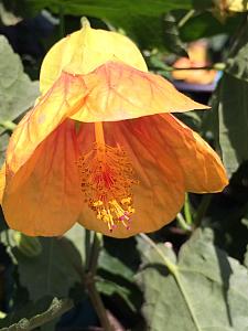 ABUTILON megapotamicum 'Halo', Flowering Maple, Chinese Lantern