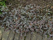 ACAENA saccaticupula 'Blue Haze', New Zealand Burr