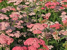 ACHILLEA millefolium 'Apricot Delight', Tutti Frutti Series Yarrow