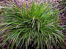 ACORUS gramineus 'Pusillus', Dwarf Japanese or Grassy Sweet Flag