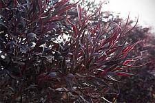 AGONIS flexuosa 'Jervis Bay Afterdark'/'After Dark', Sweet Willow Myrtle, Willow Peppermint