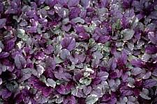 AJUGA reptans 'Burgundy Glow', Carpet Bugle, Bugleweed