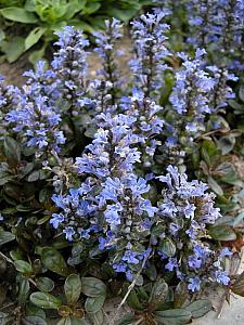 AJUGA reptans 'Chocolate Chip', Bugleweed