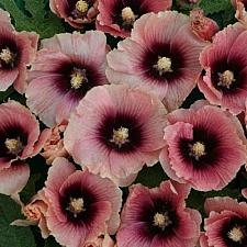 ALCEA rosea 'Halo Apricot', Hollyhock