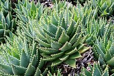 ALOE brevifolia, 