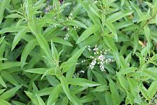 ALOYSIA triphylla (syn. LIPPIA citriodora), Lemon Verbena