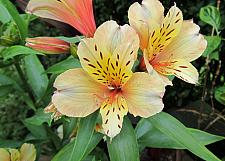 ALSTROEMERIA Inca Ice (='koice'), Peruvian Lily, Inca Lily