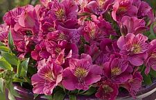 ALSTROEMERIA 'Princess Louise' (='Zaprilou'), Princess Lily