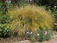 ANEMANTHELE lessoniana (syn. STIPA or APERA arundinacea), Feather Grass, Pheasant's-tail Grass