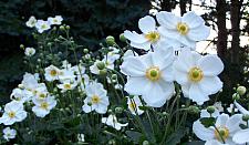 ANEMONE x hybrida 'Honorine Jobert', Japanese Anemone